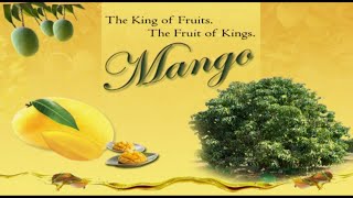 The King of Fruits. The Fruit of Kings. Mango