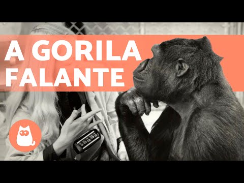 The incredible story of KOKO the Gorilla: she spoke and understood