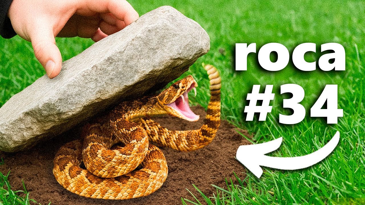 I Turned Over 100 Rocks, This Is What I Found...