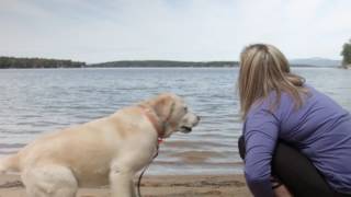 Homeward Bound Professional Animal Care Web Advert