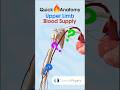 Upper Limb Blood Supply Physicaltherapy Physiotherapy Anatomy Upperlimbanatomy Brachialartery