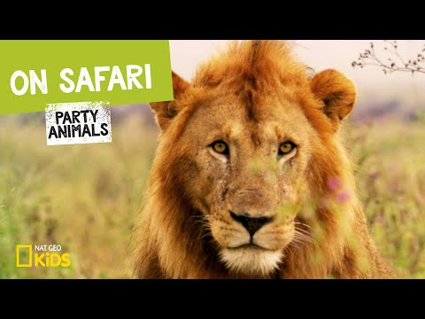 On Safari Party Animals