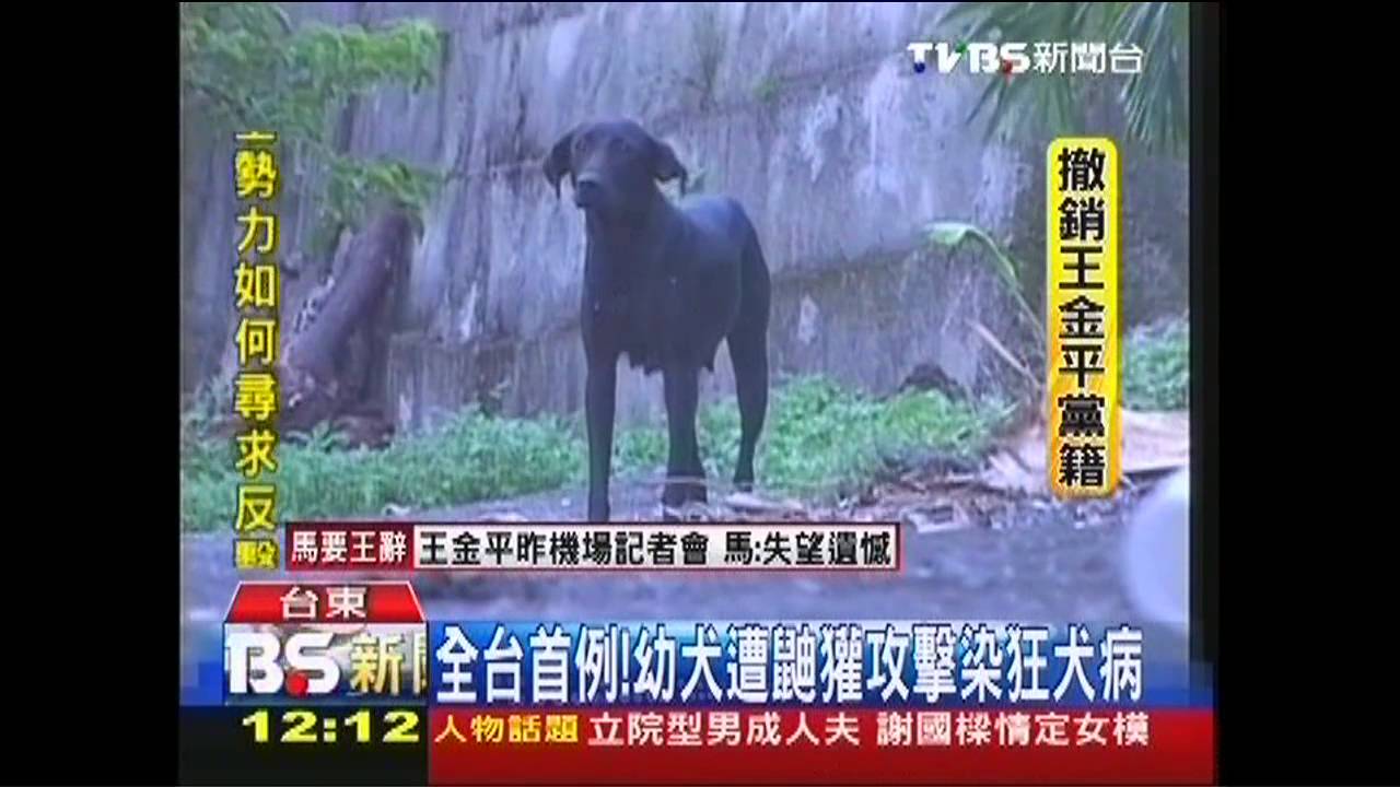 全台首例! 幼犬遭鼬獾攻擊染狂犬病