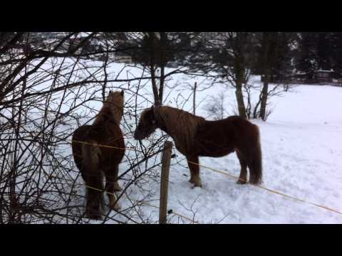 Pferde spielen im Schnee
