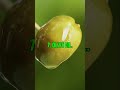 Top 10 Cancer Fighting Foods
