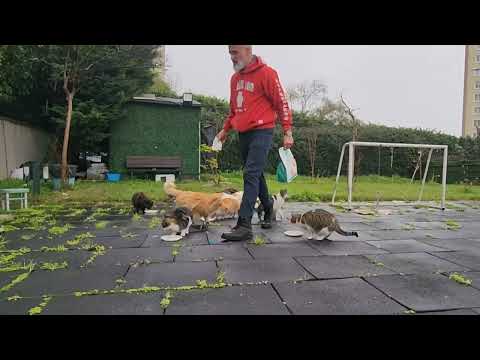 Happy Holidays to you from our stray cat family and I #christmas