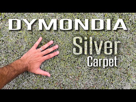 Dymondia (Silver Carpet) makes an amazing Lawn Alternative Ground Cover! No mow, low water!
