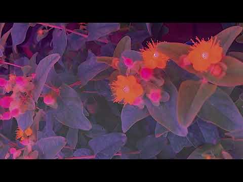 AWEYK - IDGAS | Music Video