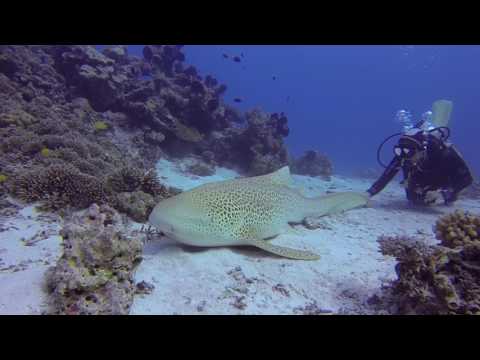 Centro de mergulho Plongée Île des Pins Kunie