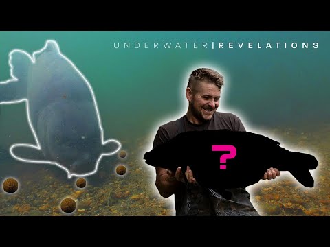 Underwater Revelations | Linch Hill | Scott Lloyd