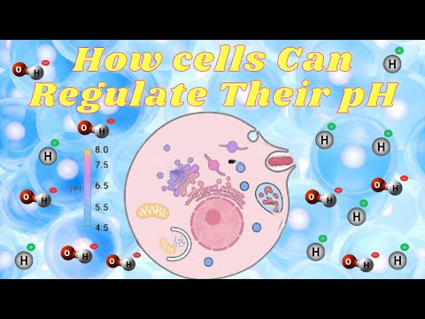 How Cells Regulate their pH ?