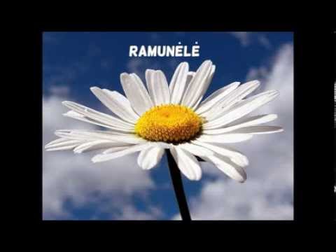 Jonas Švedas - Ramunėlė (atlieka Agnė Simutytė)