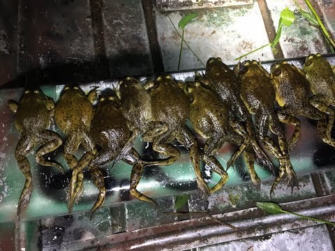 Catching Mean Giant Bullfrogs In Michigan to Eat