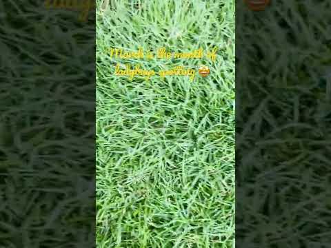 Ladybug 🐞 on the grass blades #shorts #nature #ladybug