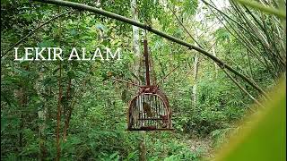 Download lagu 🔴Pikat Merbah Lekir Di Hutan Tapau Anak Muda #MerbahLekir #LekirAlam mp3 Download lagu 🔴Pikat Merbah Lekir Di Hutan Tapau Anak Muda #MerbahLekir #LekirAlam mp3
