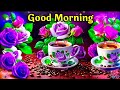 Good Morning Good Morning Shayari Good Morning Video Good Morning