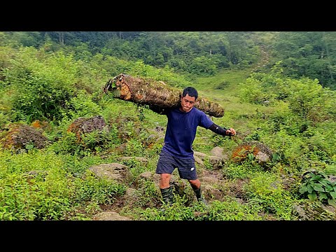 Last day of my vacation was ended while collecting firewood for my mother || Tough village life!