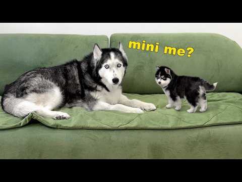 We Might Be Expanding the Pack! Huskies and Сats Get Acquainted With a Tiny Pomsky Puppy