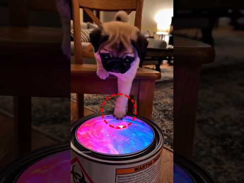Dog Falls Into Paint 🎨