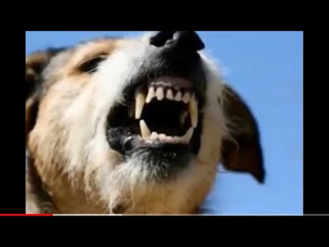 Angry dogs barking sound/صوت الكلاب غاضبه جداً