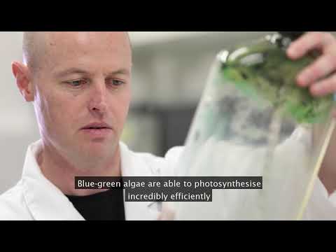 Solve it with Science - improving photosynthesis in food crops