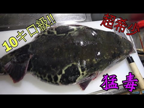 【希少映像】巨大トラフグさばいてみた！【１０キロ級】Big Poison Puffer 毒药河豚吃