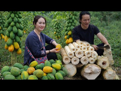 Harvest the stems and fruits of the papaya tree to prepare dishes according to traditional recipes.