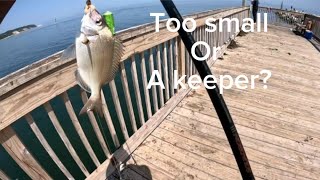 Epic Porgy Fishing Paradise Found on Long Island, NY