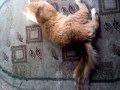 кот упал в крапиву 