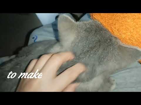 “Pure Bliss in Every Gentle Touch 😽 | Relaxing Cat Moments”