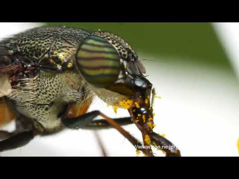 TG7 vs ミラーレス