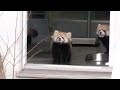 Topplay:Cute red panda scared by zookeeper