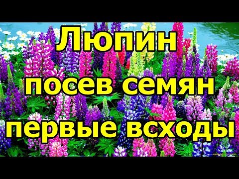 🌸#Люпин. Посев семян на рассаду. Первые всходы.