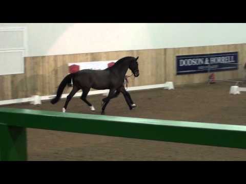 BBSH Stallion Event 2013 - Landtanzer