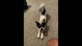 Papillon Puppies Videos