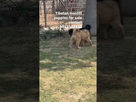 🐾🐶Manveer Thakran 385