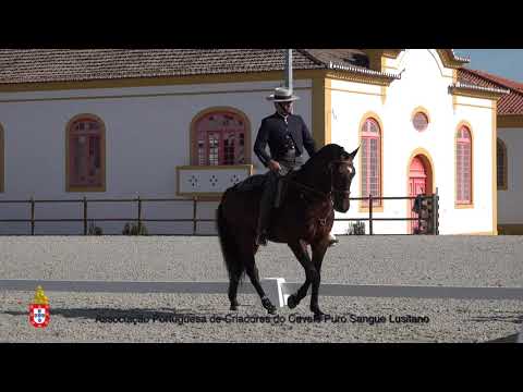 201017 5 Hino do Penedo - Aprovação de Garanhões