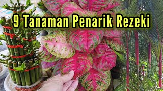 Download lagu Must-Haves!! Here Are 9 Ornamental Plants That Bring Good Luck and Attract Wealth mp3