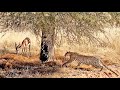 Buck Doesn T See The Leopard Behind This Tree