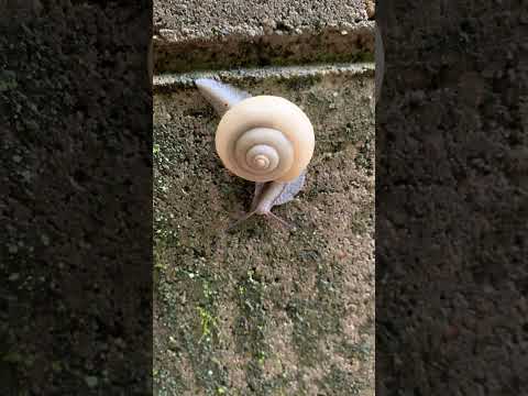 でんでんむしむし