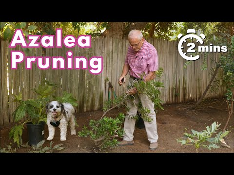 No More Leggy Azaleas! Simple Azalea Pruning Trick for Beautiful Results