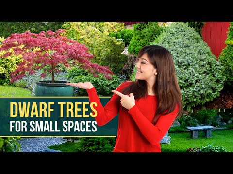 8 Best Dwarf Trees for Small Spaces 🌳 The most beautiful Small Tree 😍