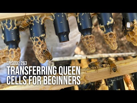 Transferring Queen Cells & How to Make a Queen Bee: Queen Rearing Steps (Part 3) | The Bush Bee Man