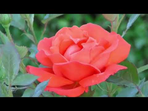 The Largest Flower Collection in the World  HDR 60FPS DEMO