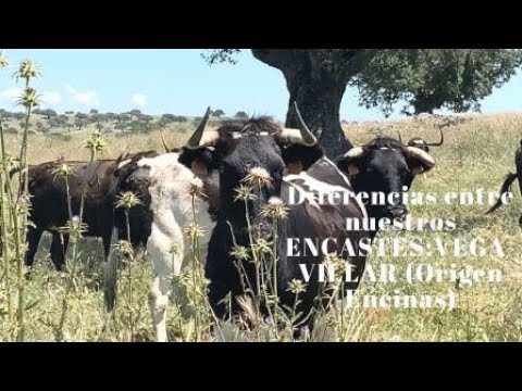 Diferencias entre encastes: Vegavillar Origen ENCINAS