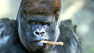 Gorilla - James Taylor - Pine KONE Radio