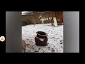 Dog Runs Into Swing