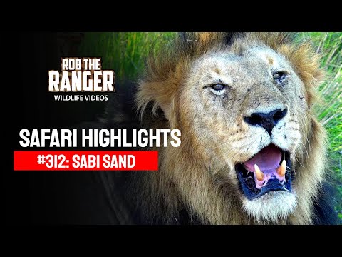 Safari Highlights #312: 22 - 25 December 2014 | Sabi Sand Nature Reserve | Latest Wildlife Sightings