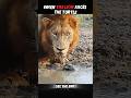 Even Lions Fear Turtles… But Not Cats 🐢🦁😼 #trending #animals #wildlife #youtubeshorts #cat #lion