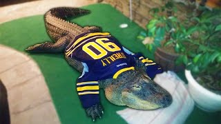 the story of Albert the Alligator